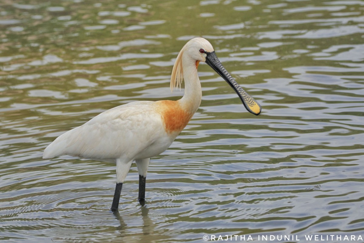 Platalea leucorodia Linnaeus, 1758